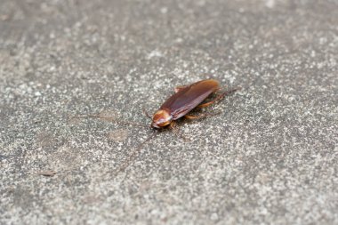 hamamböceği beton zemin