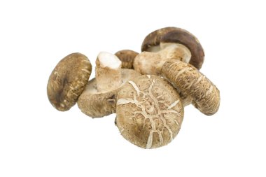 Beyaz arka planda izole edilmiş Shiitake mantarı.