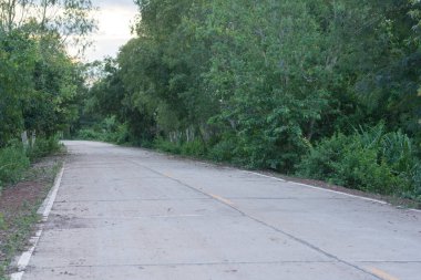 Taze yeşil ağaç ve çimento yol geçmişi