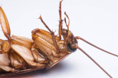 Beyaz arkaplanda hamamböceği kapat