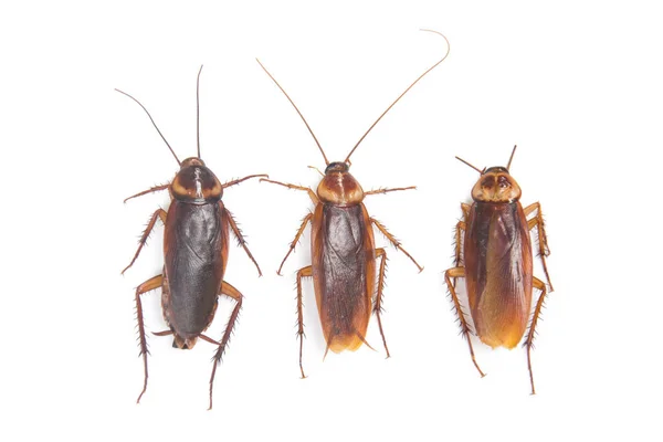 Cucaracha Aislado Fondo Blanco — Foto de Stock