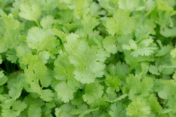 Benefici Salute Del Coriandolo Coriandolo Ricco Antiossidanti — Foto Stock