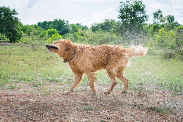 Golden Retriever Dog Shakes Water Swim — Stok Foto