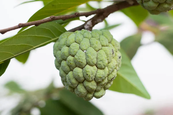 Yeşil Ağaçta Kremalı Elma Tropik Meyvesi — Stok fotoğraf