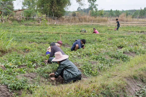 Nakhonphanom Tailândia Fevereiro 2017 Agricultor Que Colhe Batata Doce — Fotografia de Stock