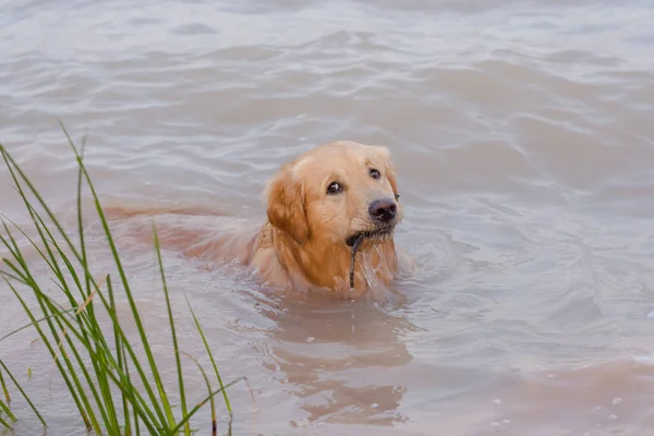 Golden Retriever Bermain Danau — Stok Foto