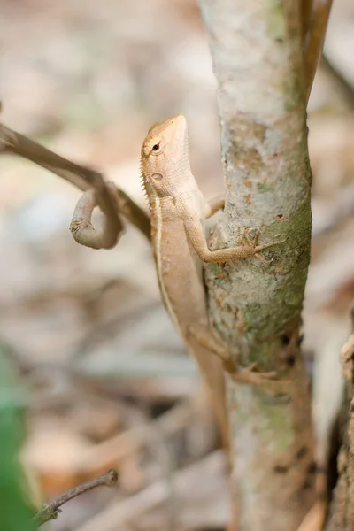 Nahaufnahme Eines Thailändischen Chamäleons Auf Dem Baum — Stockfoto