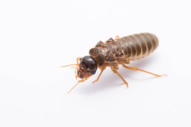 Uçan termit ya da beyaz arkaplanda izole edilmiş akrabalar.