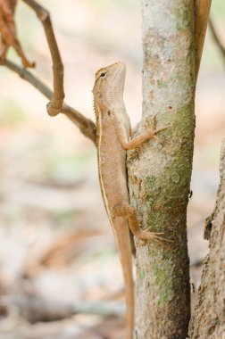 Ağaçtaki bukalemunu kapat..