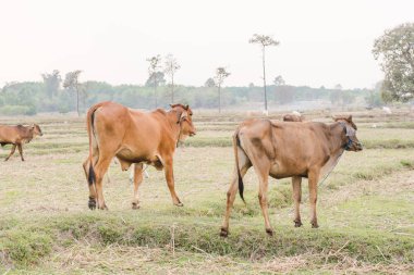 Çayırda inek, Tayland 'da sığır, Tayland' da bufalo..