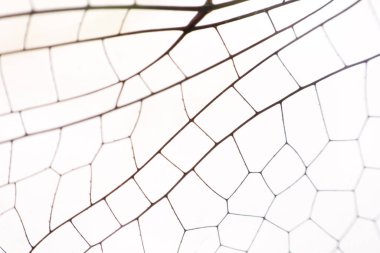 Kanatları kapatın, yusufçuk böceği makrosu beyaza.