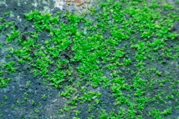 Cerrar Musgo Verde Una Vieja Pared Piedra —  Fotos de Stock