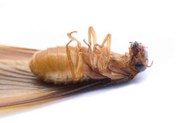 Termite Volant Alates Isolé Sur Fond Blanc — Photo