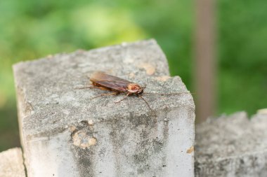 hamamböceği beton zemin
