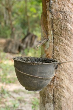 Lastik ağaç ve blac 'tan çıkarılan lateks.