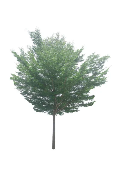 Bomen Geïsoleerd Witte Achtergrond Tropische Bomen Geïsoleerd Gebruikt Voorontwerp — Stockfoto