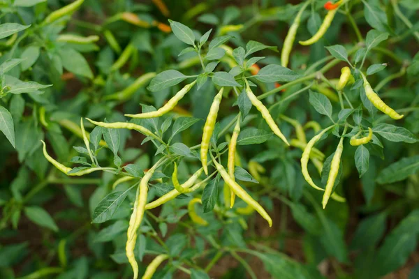 Grüne Chilischoten Die Gemüsegarten Wachsen Bereit Für Die Ernte — Stockfoto