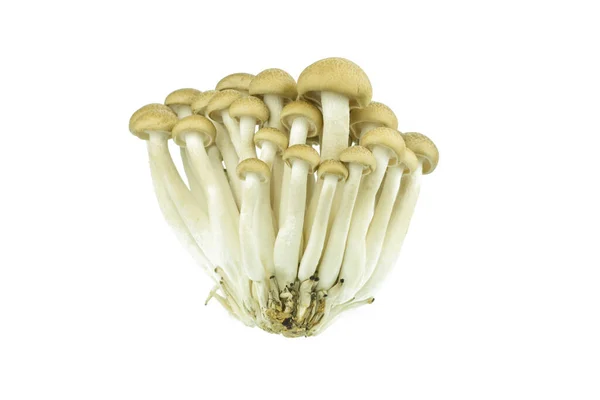 Japanese Brown Beech Mushroom Buna Shimeji White — 스톡 사진