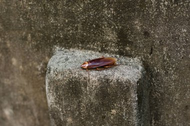 hamamböceği beton zemin