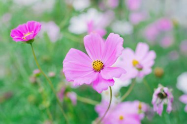Pembe Kozmos çiçeği (Cosmos Bipinnatus) arka planı