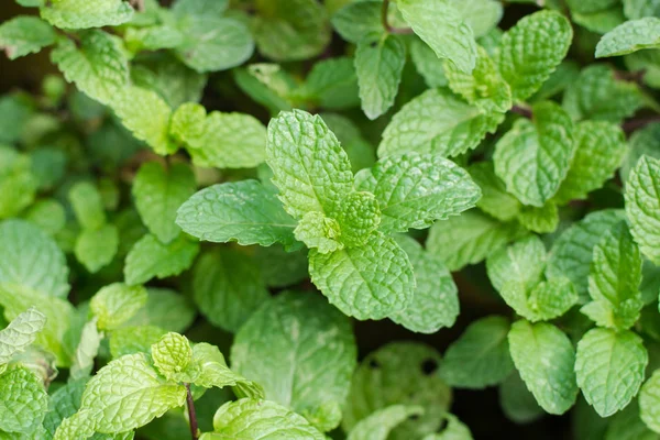 Verde Hortelã Pimenta Folhas Fundo — Fotografia de Stock