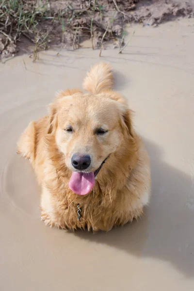 Fun Golden Retriever Dog Playing Mud — Stock fotografie