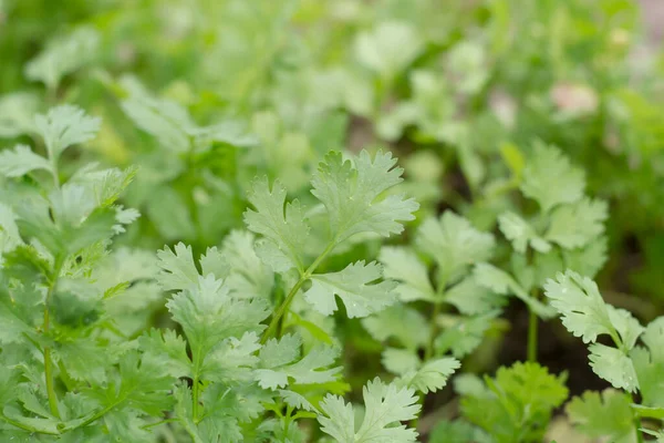 Benefici Salute Del Coriandolo Coriandolo Ricco Antiossidanti — Foto Stock