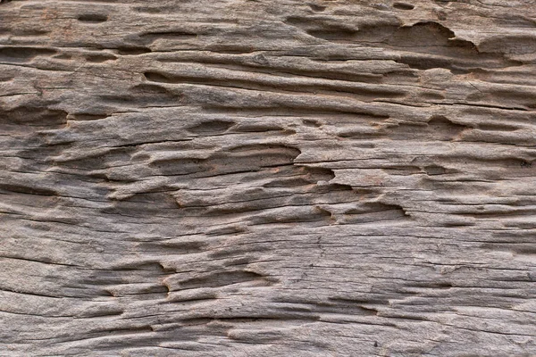 Textura Rastros Termitas Comer Madera —  Fotos de Stock