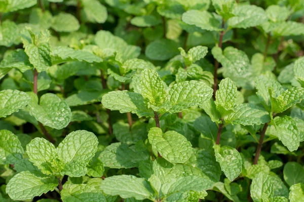 Verde Hortelã Pimenta Folhas Fundo — Fotografia de Stock