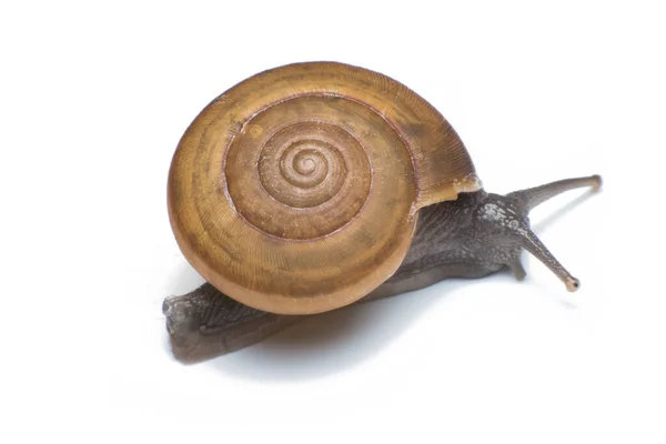 Gartenschnecke Isoliert Auf Weißem Hintergrund — Stockfoto