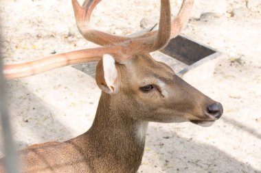 Rucervus eldii thamin. Birmanyalı boynuzlu geyik hayvanat bahçesinde 