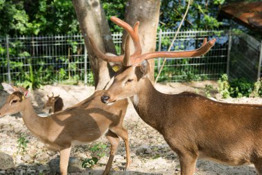 Rucervus eldii thamin. Birmanyalı boynuzlu geyik hayvanat bahçesinde 
