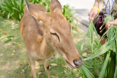 Kaya boynuzlu geyik. Thamin (Rucervus eldii thamin) ot yiyor