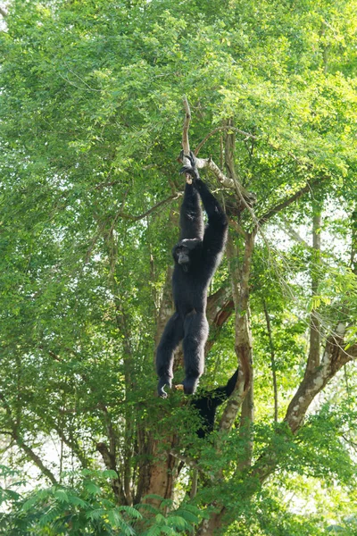 Tayland 'da büyük bir ağaçta asılı duran siyah maymunu..