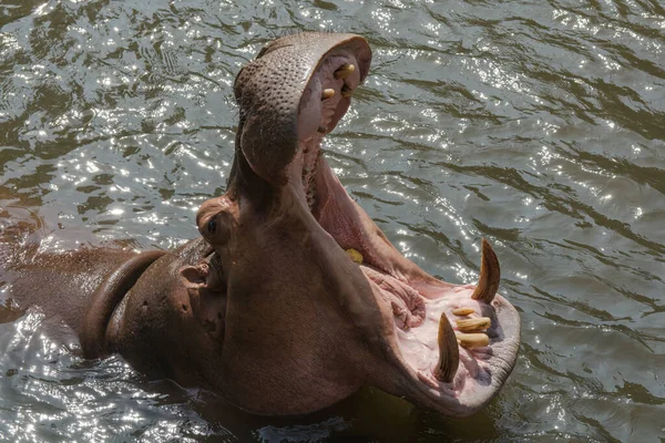Ippopotamo Aggressivo Hippopotamus Amphibius Acqua — Foto Stock