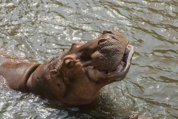 Agressieve Nijlpaard Hippopotamus Amfibus Het Water — Stockfoto