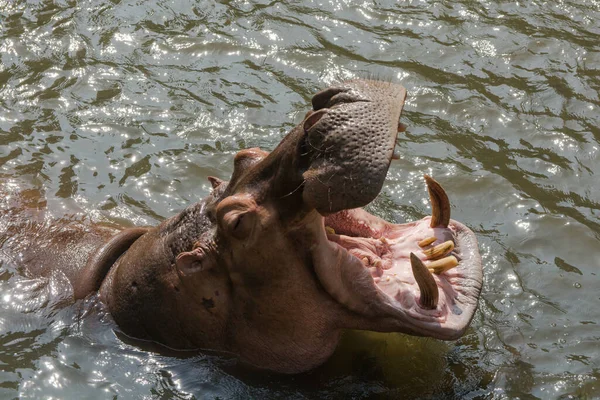 Hippopotame Agressif Hippopotame Amphibie Dans Eau — Photo