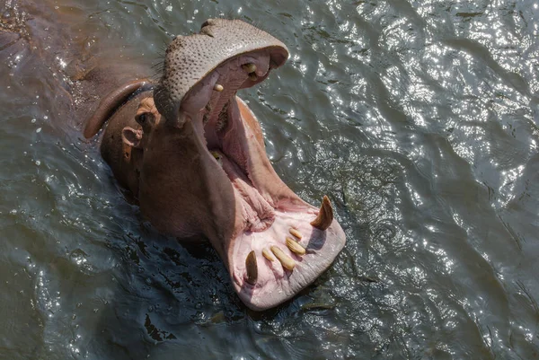 Hipopótamo Agressivo Hippopopotamus Amphibius Água — Fotografia de Stock