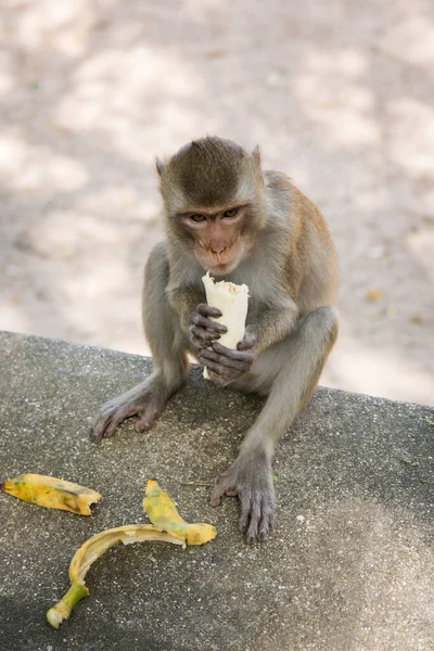 猿は石の上に座ってカホホホ動物園でバナナを食べる — ストック写真