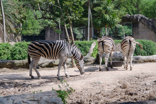 Zebra in at the khaokheow Zoo.