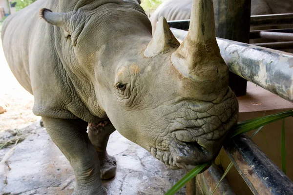 Close Neushoorn Zoek Naar Camera — Stockfoto