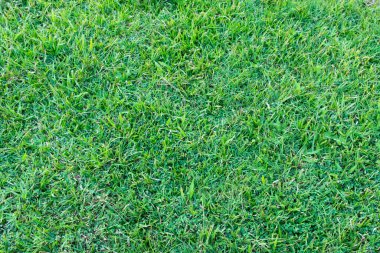 yeşil çimen dokusu arkaplanı, kopyalama alanı