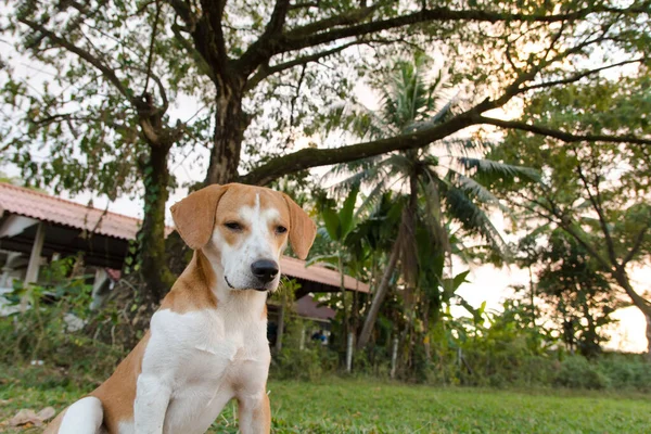 ポートレートジャックラッセル犬のカメラのクローズアップを見て 日没後の背景は — ストック写真