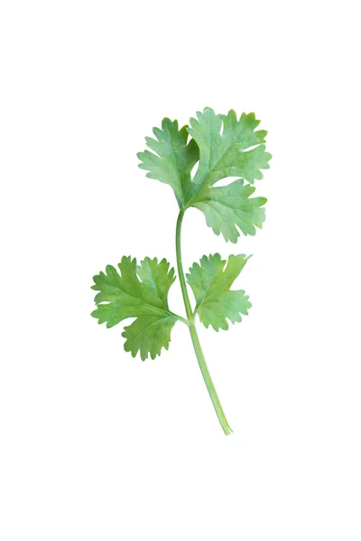 Green Coriander Leaves Isolation White Background Clipping Path — Stock Photo, Image