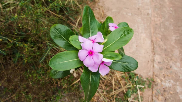 粉红茉莉花开花 茉莉花 — 图库照片