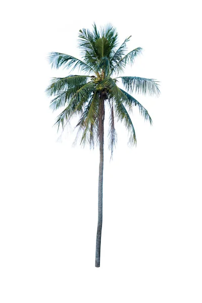 Fehér Alapon Izolált Kókuszpálmafa — Stock Fotó