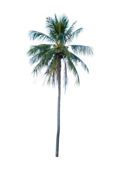 Palmera Coco Aislada Sobre Fondo Blanco —  Fotos de Stock