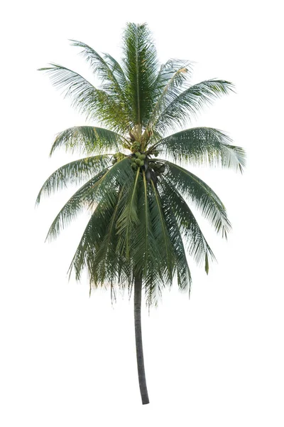 Palmier Nucă Cocos Izolat Fundal Alb — Fotografie, imagine de stoc