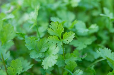 Bahçedeki taze yapraklı yeşil kişniş. Sağlık için sebze kişniş Tayland 'da gıda malzemesi olarak kullanılır.