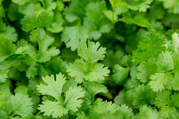 Fresh leaf green coriander in a garden. Vegetable coriander for health is used as a food ingredient in thailand